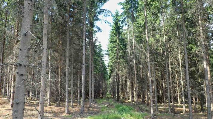 Perspektivy pěstování smrku ztepilého v České republice