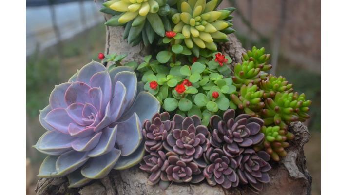V botanické zahradě v Brně jsou k vidění sukulenty z celého světa