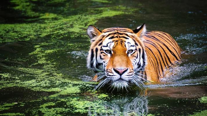 Táborská zoo postaví záchranné centrum pro teplomilné šelmy Táborská zoo postaví záchranné centrum pro teplomilné šelmy