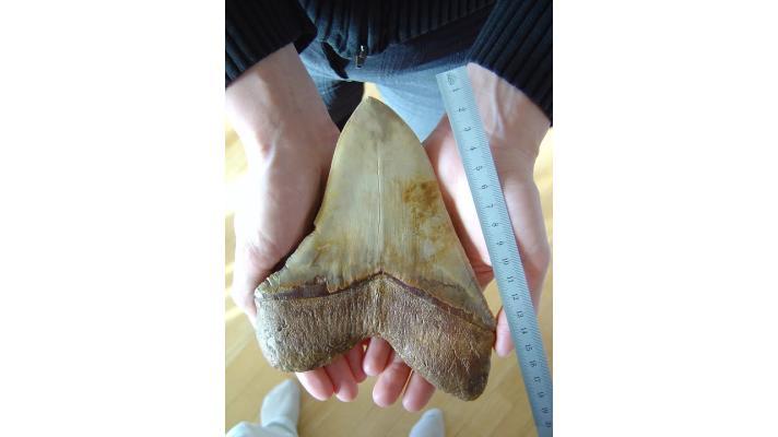 Vědci spočítali délku prehistorického žraloka megalodona