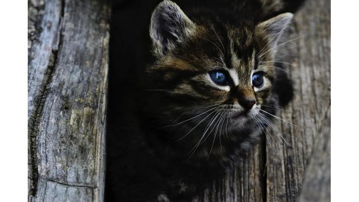 Odborníci se ve dvouletém projektu pokusí zmapovat kočku divokou