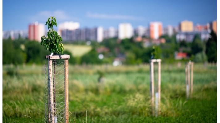 Nadace Partnerství rozdělila milion projektům na sázení stromů