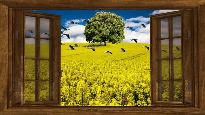 The evolution of bioenergy