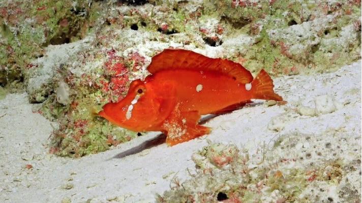 U australských břehů byla spatřena vzácná chodící ryba