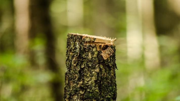 V deseti krajích se podél silnic převážně kácelo. Sazenice nestačí nahrazovat padlé stromy