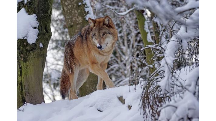 Na území Jizerských hor a Frýdlantska vznikla dvě nová vlčí teritoria