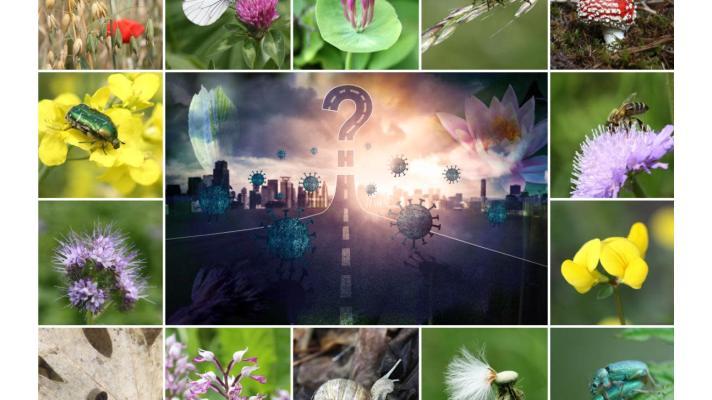 Public Hearing on biodiversity loss and the risk of pandemics