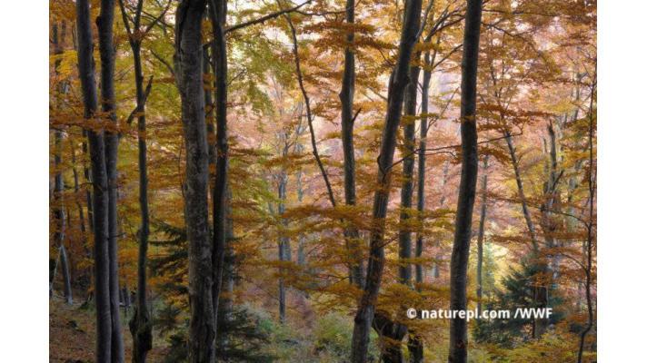Most Forest Biomass Worse for Climate than Fossil Fuels - EU Commission Report