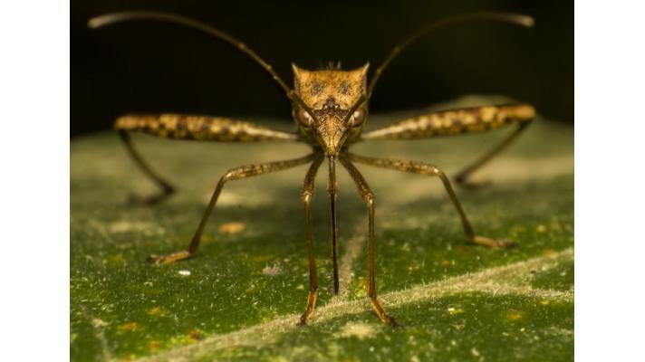 Skupina biologů volá po větší ochraně světových parazitů