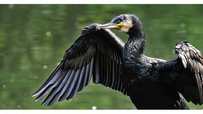 Rybáři budou dál dostávat náhrady za škody způsobené kormorány