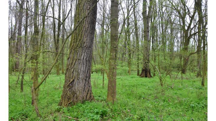 Vědci objevili způsob identifikace topolů odolných vůči suchu