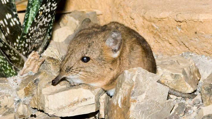Čeští biologové uvedli na pravou míru evoluční vztahy mezi bratranci slonů, aneb ve šlépějích Darwina
