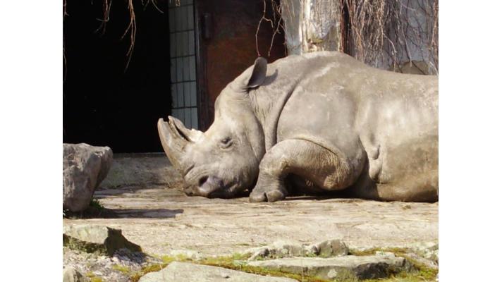 MŽP znovu navyšuje příspěvek pro zoo. Oproti loňsku se zdvojnásobil na 40 milionů