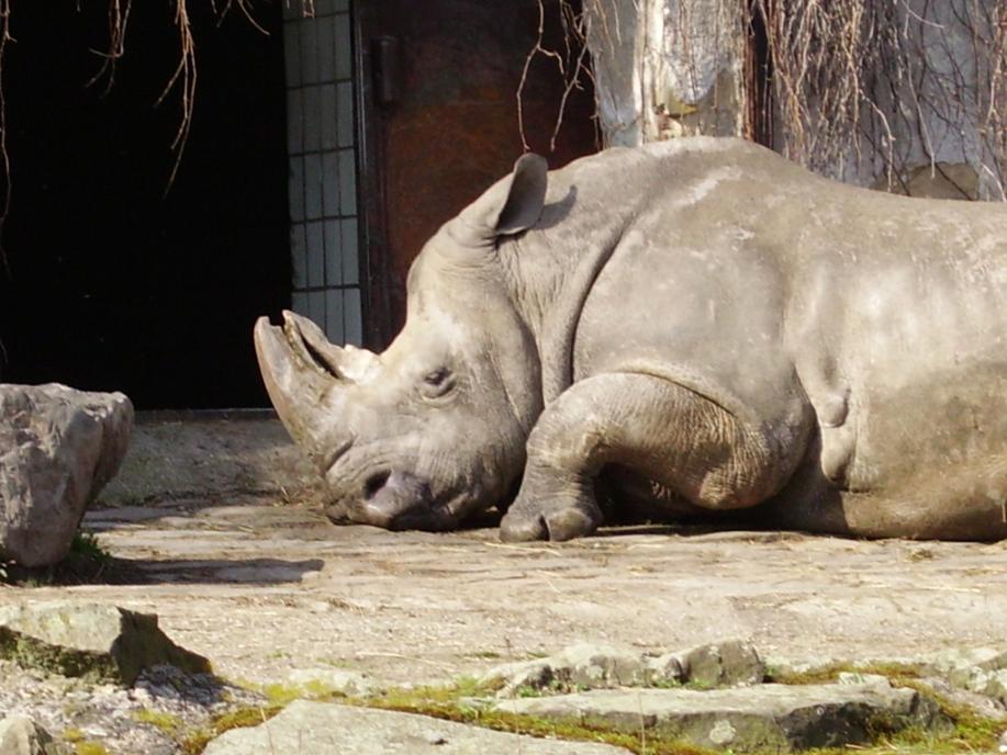 Zoo v Ústeckém kraji instalují mlžítka a ochlazují zvířata