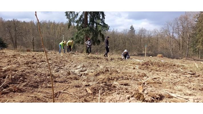 LIPKA SÁZÍ STROMY PANDEMII I ZIMĚ NAVZDORY