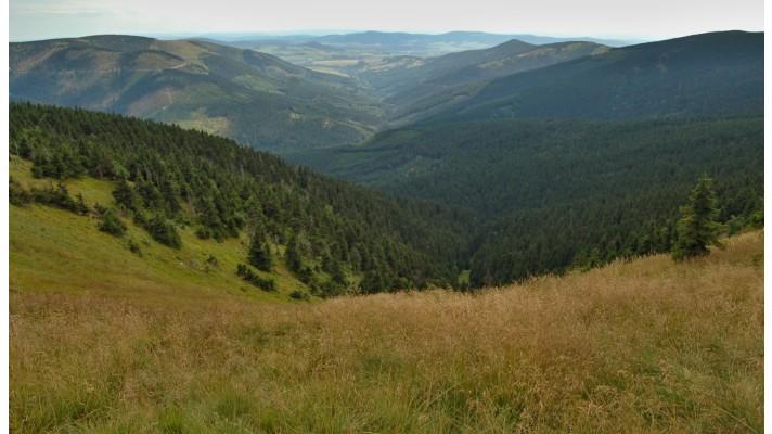Ovlivňuje skladba dřevin odtok vody z lesa?