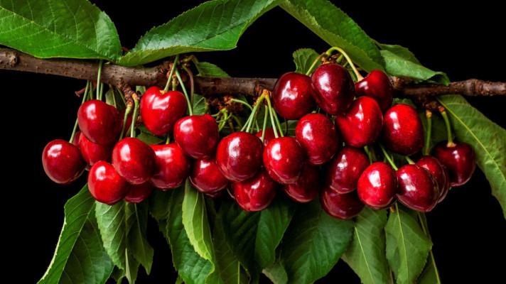 Nový genotyp třešní zvýší jejich produkci a ušetří pěstitelům náklady