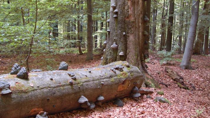 Výstava v Muzeum Českého krasu si připomene deset let CHKO Brdy Výstava v Muzeum Českého krasu si připomene deset let CHKO Brdy