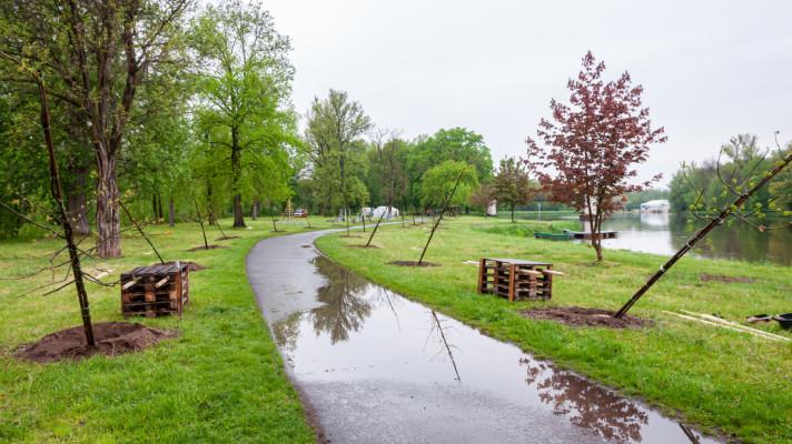 V Obříství vyrostla nová dubová alej Bedřicha Smetany