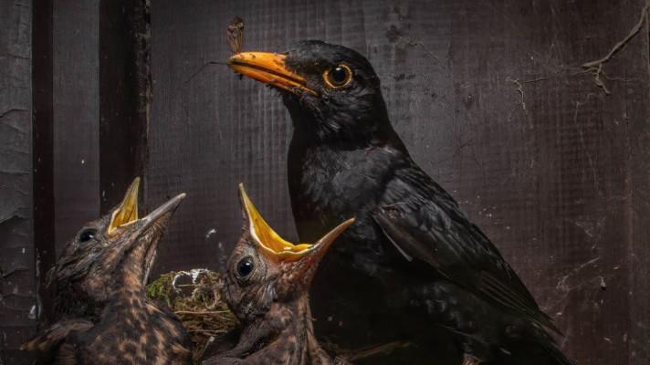 V soutěži Czech Nature Photo zvítězil snímek kosa krmícího mladé