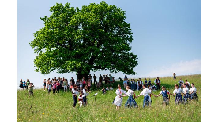 Zpívající lípa, Dubisko valašisko a brněnský smrk se přetahují o titul Strom roku. Pořadím zamíchá poslední týden