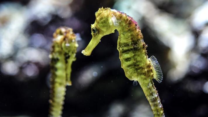 Devět věcí, co možná nevíte o mořských konících