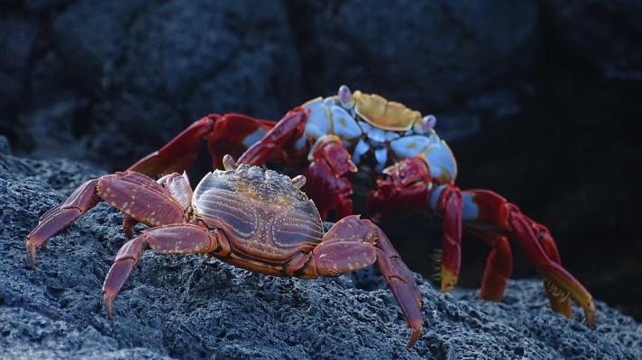 Vědci bojují za záchranu podmořské superdálnice nedaleko Galapág