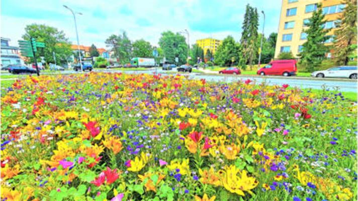 Valašské Meziříčí: Rozkvetlé město - péče o zeleň i ekovýchova