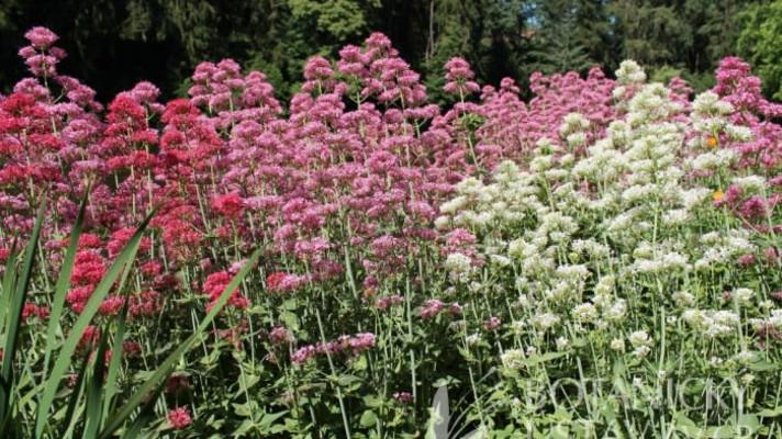 Průhonická botanická zahrada získala jako první v ČR významnou mezinárodní akreditaci 