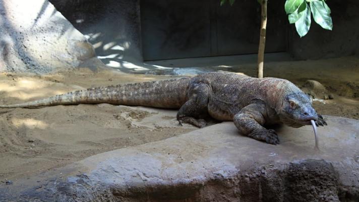 Varan komodský a asi třetina druhů žraloků je v ohrožení, varuje IUCN