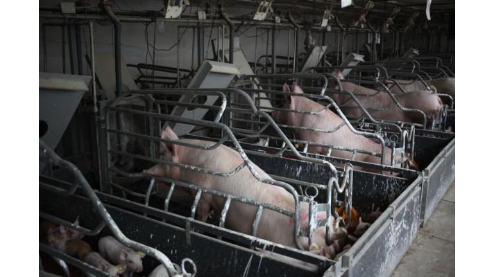 V Evropě začíná nová éra: bez klecí V Evropě začíná nová éra: bez klecí