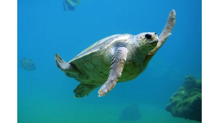 Mladé mořské želvy polykají plasty kvůli evoluční pasti, uvádí studie