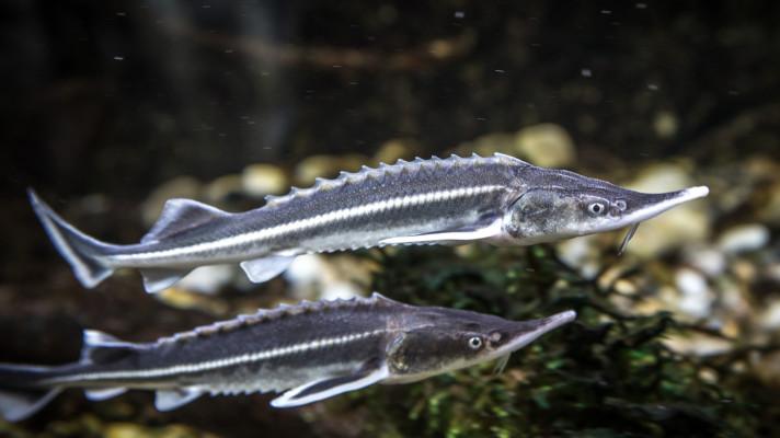 V Moravě a Dunaji plave přes 235 tisíc jeseterů z vídeňské líhně