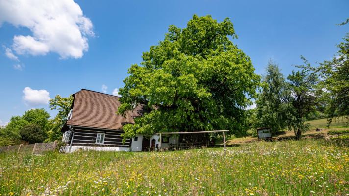 Stromem roku je Zpívající lípa z Telecí. Valašské Dubisko získalo stříbro, bronz putuje do Brna