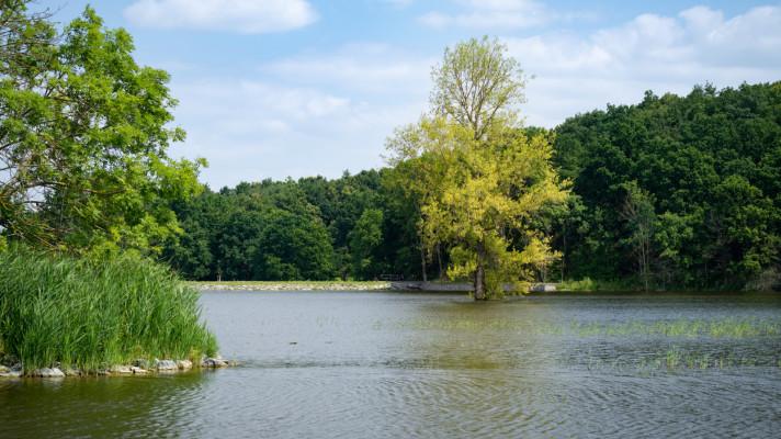 Lítožnický rybník láká ledňáčky i turisty
