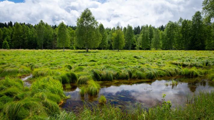Šumava jde příkladem v obnově pramenišť a rašelinišť