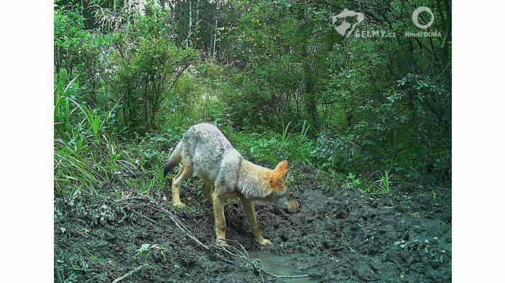 Nejen na Moravě, ale i v Čechách: vlčata se letos narodila od Orlických až po Krušné hory