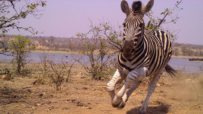 Výstava Botanického ústavu AV ČR představuje biodiverzitu africké savany zachycenou objektivem fotopastí 