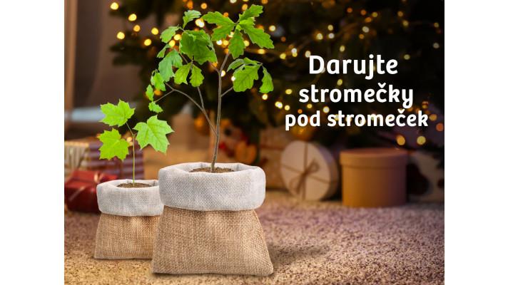 Darujte stromeček pod stromeček a podpořte lesy napříč republikou