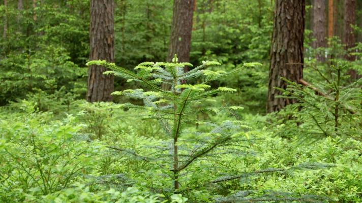 Pomozme jedli bělokoré vrátit se do našich lesů