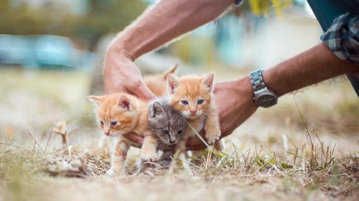 Veterinář: Část mých klientů bohužel volí v léčbě domácího mazlíčka kompromisy