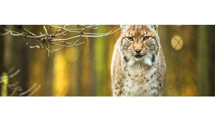 Opatrně s duchem lesa a vypouštěním ohrožených rysů, varují čeští vědci