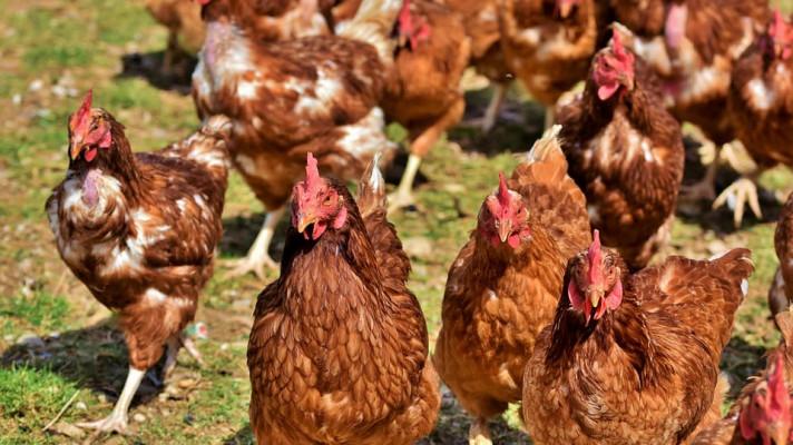 Veterináři zmírňují pro drobné chovatele opatření spojená s ptačí chřipkou