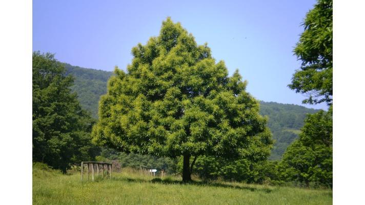 Lze u nás využít kaštanovník jedlý při výraznějších změnách klimatu?