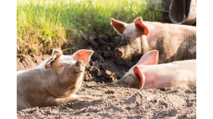 Chovatelé prasat čelí krizi, lidé jim mohou pomoci nákupem tuzemského masa 