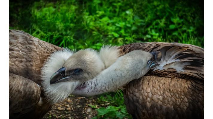 Válka na Blízkém východě ohrožuje supy migrující na Balkán Válka na Blízkém východě ohrožuje supy migrující na Balkán