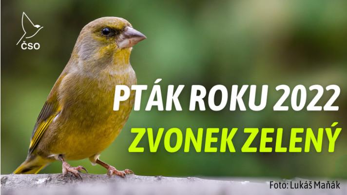 Pták roku 2022: zvonek zelený