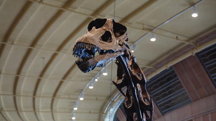Ostatky zřejmě největšího dinosaura našli paleontologové v Argentině