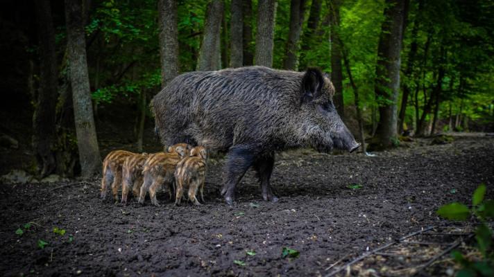 Jak účinně bránit šíření afrického moru prasat v populaci prasat divokých v ČR
