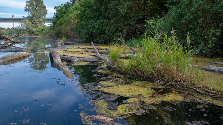 Vídeň revitalizuje Dunajský ostrov. Chce pomoct rybám a obojživelníkům